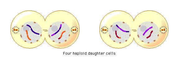 Meiosis II Telophase # 2: A. Four new nuclei reform (two cells splitting into four total) B.