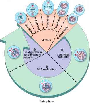 Mitosis Phases of Mitosis: A. Interphase 1. Growth phase #1 2. Synthesis phase 3.