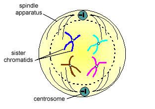Mitosis Prophase: A. Nucleus itself breaks down B.
