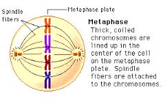 Mitosis Metaphase: A.