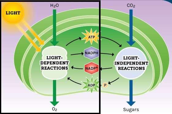 What are the overall products of photosynthesis? dependent reactions -Dependent Reactions Overview The first stage of photosynthesis Requires sunlight (AKA: -dependent reactions) Where does it happen?