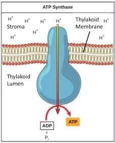 ATP synthase then takes a phosphate group and adds it to ADP to make ATP.