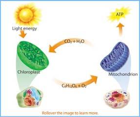 Linking Photosynthesis and Respiration Overview of Photosynthesis, continued Photosynthesis can be divided into two stages: Light Reactions and Calvin Cycle In thelight