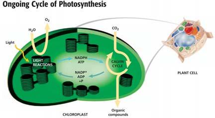 Factors That Affect Photosynthesis Light Intensity The rate of photosynthesis increases as light intensity increases, because more electrons are excited in both photosystems.