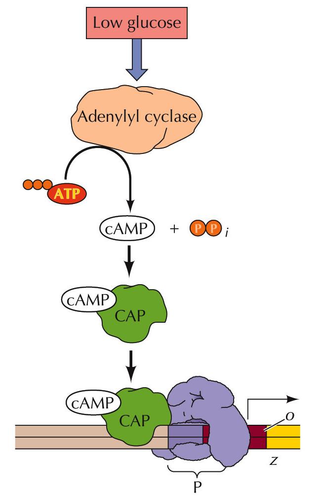 Transcription in Prokaryotes Low glucose levels activate adenylyl cyclase, which converts ATP to camp.