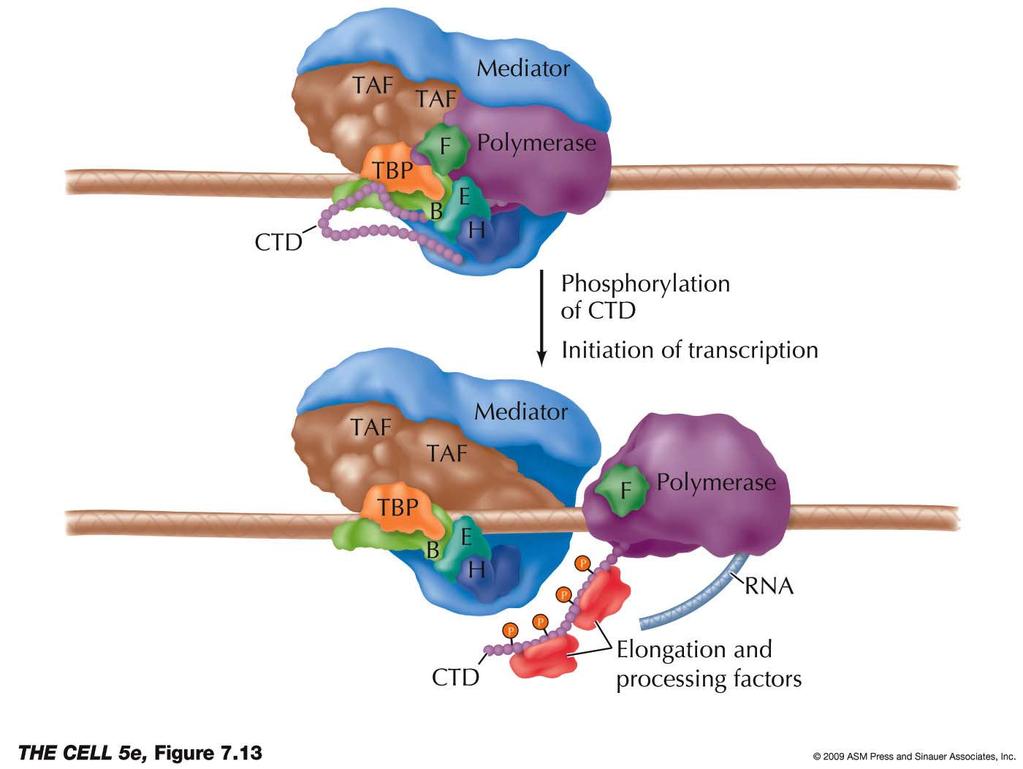 Eukaryotic RNA Polymerases and General Transcription Factors Within a cell, additional factors are required to initiate transcription.