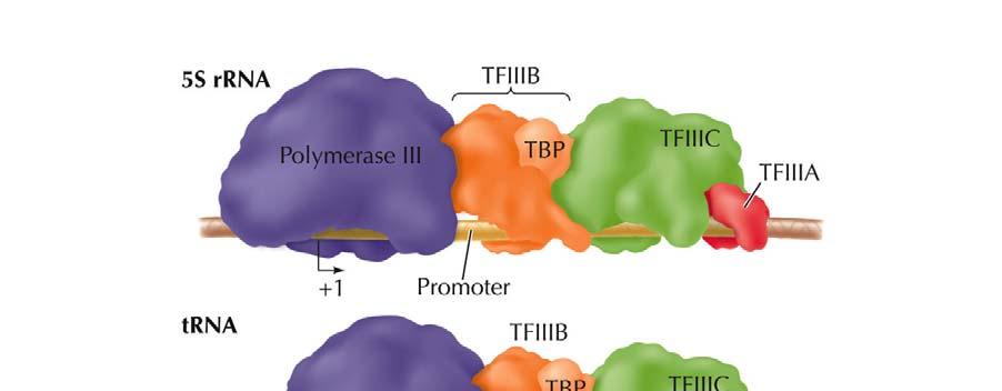 Eukaryotic RNA Polymerases and General Transcription Factors Genes for trnas, 5S