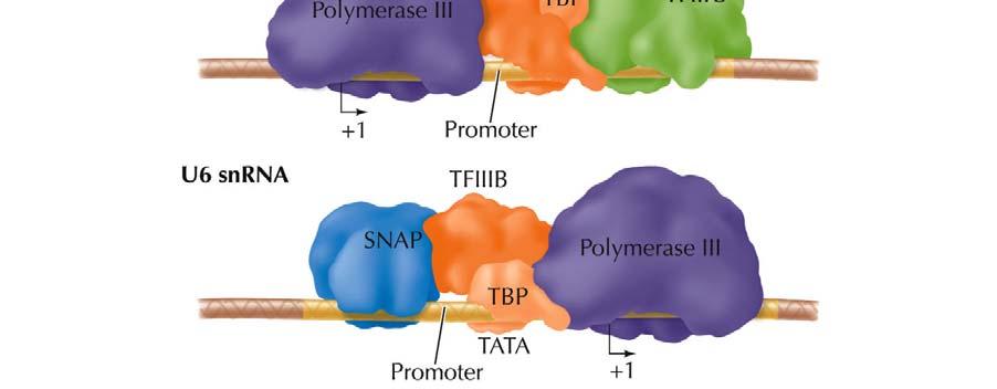 Promoters of 5S rrna and trna genes are downstream of the transcription initiation
