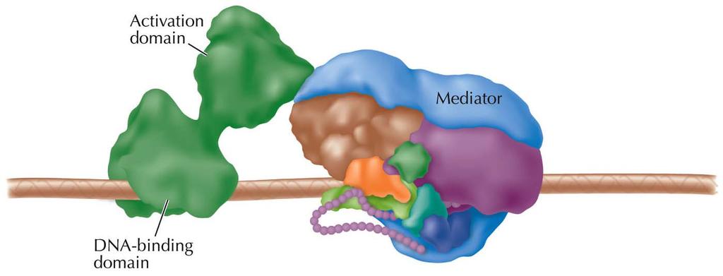 Regulation of Transcription in Eukaryotes Transcriptional activators, like Sp1, bind to regulatory DNA sequences and stimulate transcription.