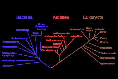 Tree showing evolutionary relationships between various