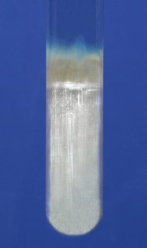 When an aldehyde reacts with Tollens reagent, a silver mirror forms inside the test tube. silver mirror Learning tip Figure 61.28 Ethanal reacts with Tollens reagent to form a silver mirror.