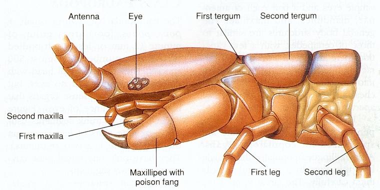 Subphylum Myriapoda and Insect External Morphology and Sensory Structures D. L. A. Underwood Biology 316 - General Entomology A. Subphylum Myriapoda 1. Characteristics a.