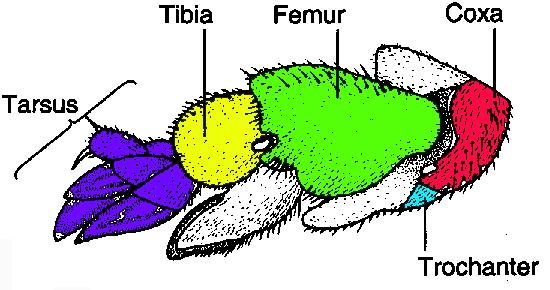 ii The forewing and the hindwing attach to the mesothorax and the metathorax, respectively.