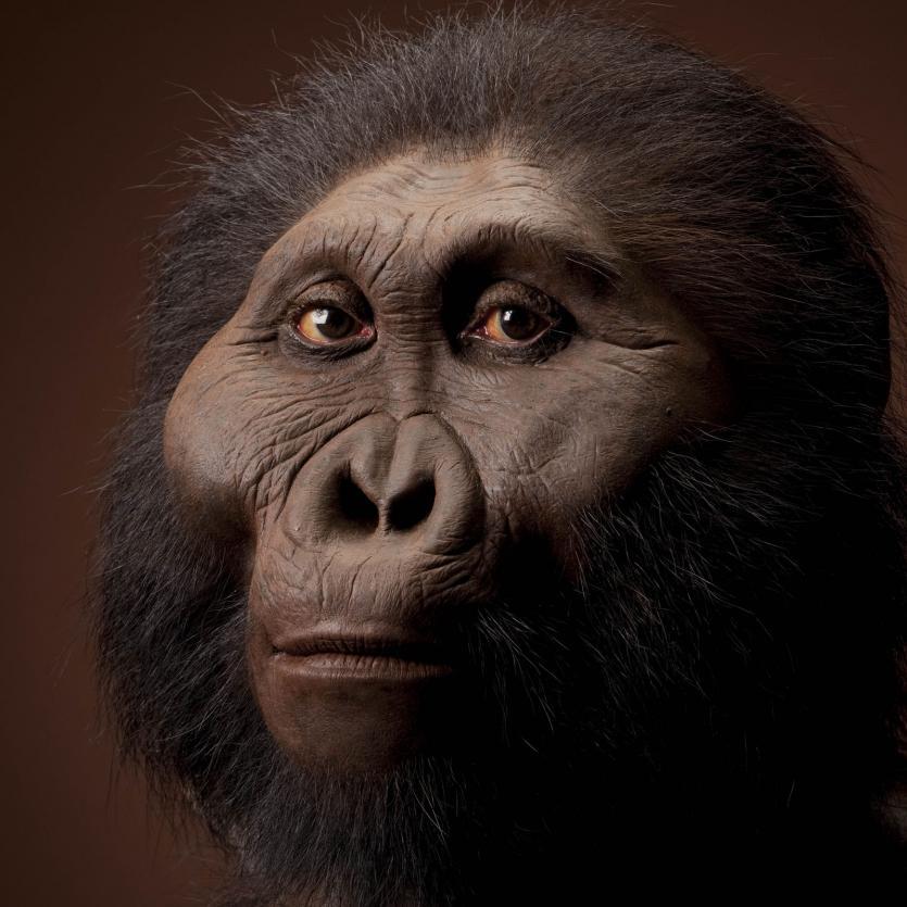 Paranthropus boisei Reconstruction based on OH 5 and KNM-ER 406 by John