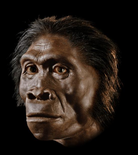 Homo habilis Reconstruction by John Gurche - National Geographic Magazine