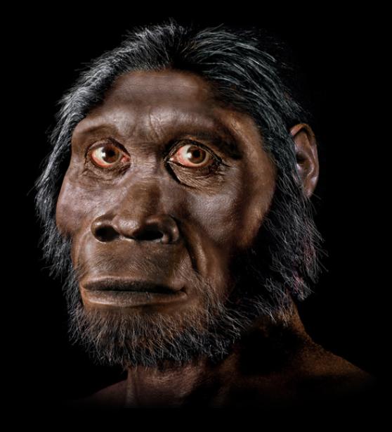 Homo rudolfensis Reconstruction by John Gurche - National Geographic Magazine