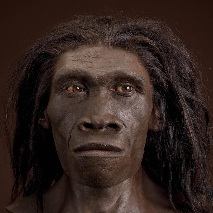 Homo erectus Reconstruction based on ER 3733 by John Gurche