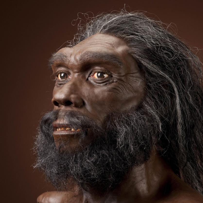 Homo heidelbergensis Reconstruction based on Kabwe by John Gurche