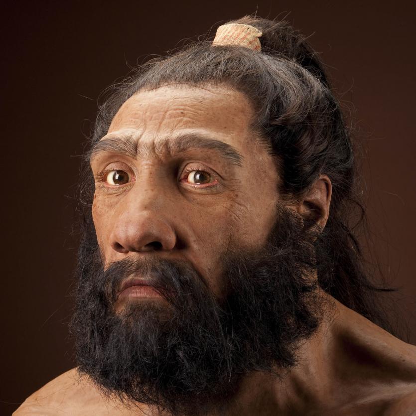 Homo neanderthalensis Reconstruction based on Shanidar 1 by John Gurche