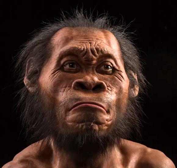 Homo naledi Reconstruction by John Gurche and Mark Thiessen http://www.