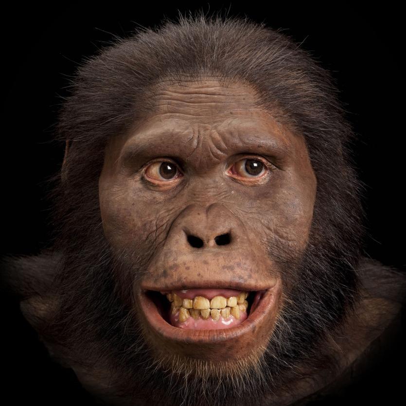 Supplemental Material: Reconstructions Australopithecus africanus Reconstruction based on AL444-2