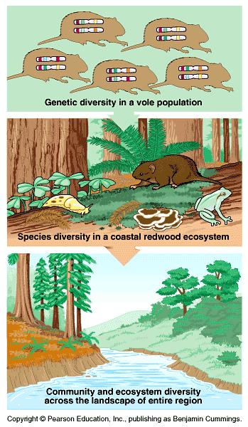 Types of Biodiversity Biodiversity is a very broad term and is often divided into three types. Genetic diversity is the amount of variation in genetic material within a species or within a population.