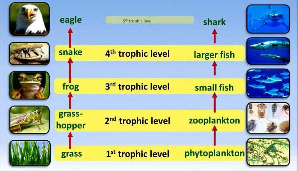 Trophic Levels & Food Chain Trophic levels are the levels of a food chain where organisms obtain their