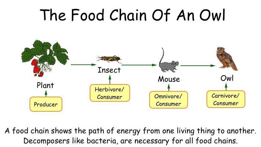 Since a food chain follows the sequence of organisms that feed on each other, it always starts with an organism that gets its energy from an abiotic source, which is