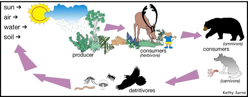 Plant-eating animals, or herbivores, such as grasshoppers and butterflies feed at the trophic level of the primary consumer.