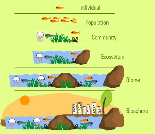 Organizational Levels of Ecology Ecology covers a wide array of
