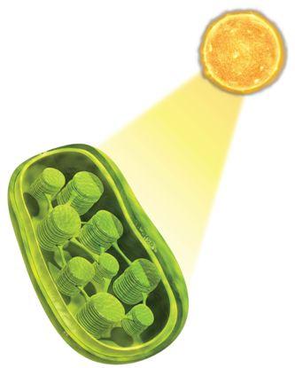 Photosynthesis takes place in organelles called. A green pigment called in chloroplasts captures energy from sunlight.