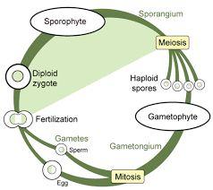 All plants have a life made up of stages: sporophyte and gametophyte. In the stage, plants make spores that are genetically identical to the parent plant.