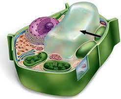 3 cell walls form in some plant cells after the cells are mature. These secondary cell walls give wood its strength.