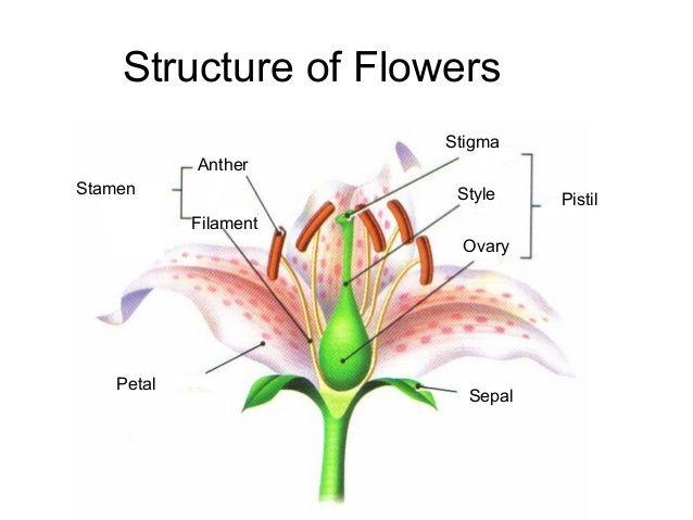5 cover and protect the flower while it is budding. Petals attract pollinators.
