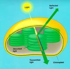 Plant cells have organelles called where photosynthesis takes place.