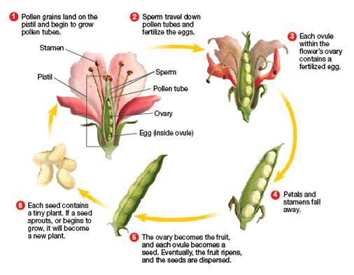 9 How do plants reproduce asexually? reproduction allows a plant to reproduce without seeds or spores. Part of a parent plant, such as a stem or root, produces a new plant.