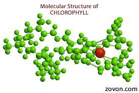 What are the characteristics of plants? In plants, photosynthesis occurs in an organelle called a chloroplast. Chloroplasts contain special pigments called chlorophyll.