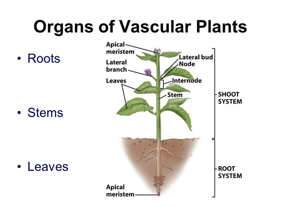 Parts of a Vascular Plant... The root system is made of roots and other underground structures.