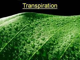 What are some ways plants respond to their environment? The loss of water from leaves is called transpiration.