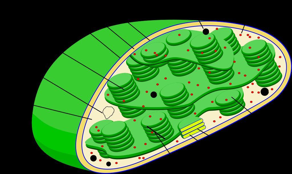 Cooking with Chloroplasts How do plant cells make food?