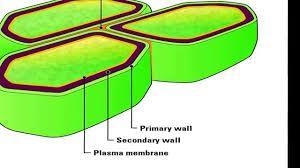 What are the characteristics of plants? Plant cells are surrounded by a rigid cell wall that lies outside the cell membrane. The cell wall supports and protects the plant cell.
