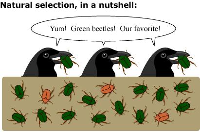 7) NATURAL SELECTION: the process by which forms of life