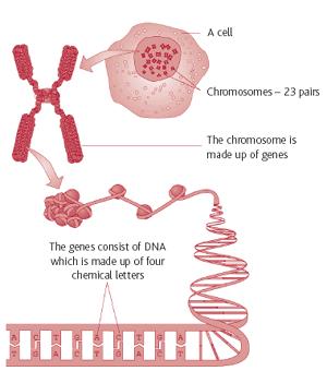 10) GENE: The basic unit of heredity carried by the