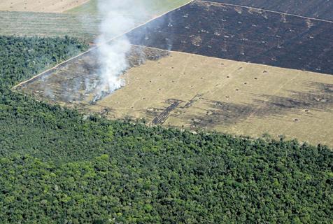 Deforestation occurs for many reasons: trees or derived charcoal are used as, or sold, for fuel or as timber, while cleared land is used as pasture for livestock,
