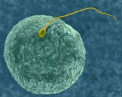 Meiosis ensures that all living organisms will