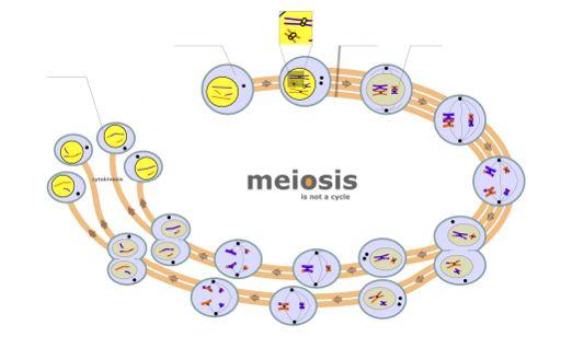 Parent sex cell testes/ovaries 4 gametes (egg or sperm) genetically different Interphase DNA Replicates Meiosis I begins Prophase I Chromosomes appear DNA/genes shuffle Metaphase I Chromosomes line