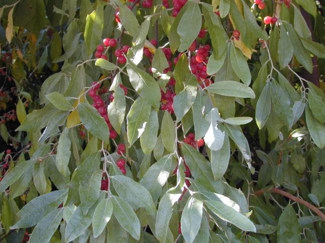 Autumn Olive is a rapid growing shrub/small tree that supplies heavy shade to areas making it shade out native vegetation. Autumn Olive interferes with natural plant succession and nutrient cycling.