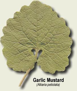 It grows very rapidly and has no predators to control the out of hand population growth. Garlic Mustard crowds the understory and degrades the soil content.