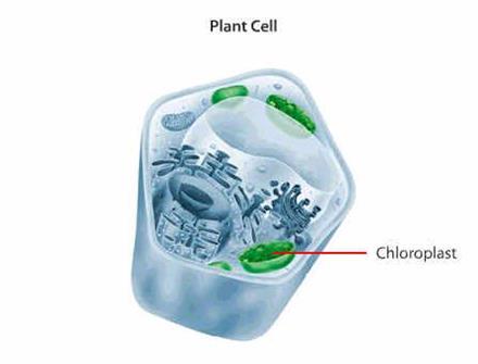 Cells All living things are composed of cells In multicellular organisms, many are specialized to perform specific