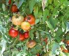 esculentum Now: Solanum